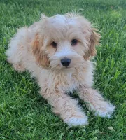 Teddy , a female Miniature Goldendoodle for sale in Richland, WA – 1 of 7