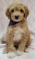 Bella Purple Scarf, a female Miniature Goldendoodle for sale in Richland, WA – 5 of 9