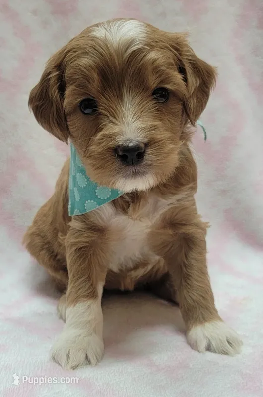 Bella Green Scarf – Miniature Goldendoodle puppy for sale in Richland, WA