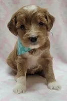 Bella Green Scarf, a female Miniature Goldendoodle for sale in Richland, WA – 1 of 1
