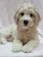 Ivy Pink Scarf, a female Miniature Goldendoodle for sale in Richland, WA – 4 of 7