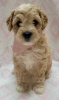Pink Scarf, a female Miniature Goldendoodle for sale in Richland, WA – 6 of 7