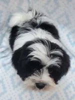 Blue Scarf, a male Shih Tzu and Miniature Goldendoodle for sale in Richland, WA – 2 of 10
