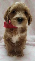 Red Scarf , a female Miniature Goldendoodle for sale in Richland, WA – 3 of 9