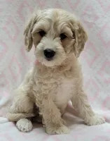 Ivy Pink Scarf, a female Miniature Goldendoodle for sale in Richland, WA – 6 of 10
