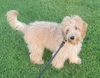 Sam, a male Miniature Goldendoodle for sale in Richland, WA – 9 of 9