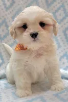 Dixie Orange Scarf, a male Shih Tzu and Miniature Goldendoodle for sale in Richland, WA – 5 of 10
