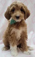 Bella Green Scarf, a female Miniature Goldendoodle for sale in Richland, WA – 6 of 10