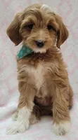 Bella Green Scarf, a female Miniature Goldendoodle for sale in Richland, WA – 8 of 10