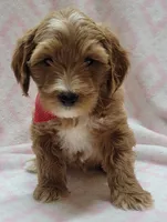 Red Scarf , a female Miniature Goldendoodle for sale in Richland, WA – 5 of 9