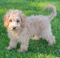 Greta, a female Miniature Goldendoodle for sale in Richland, WA – 4 of 8