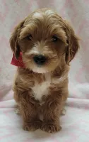 Red Scarf , a female Miniature Goldendoodle for sale in Richland, WA – 7 of 9