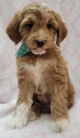 Bella Green Scarf, a female Miniature Goldendoodle for sale in Richland, WA – 5 of 10