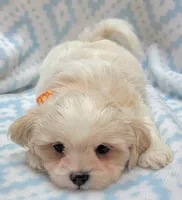 Dixie Orange Scarf, a male Shih Tzu and Miniature Goldendoodle for sale in Richland, WA – 9 of 10