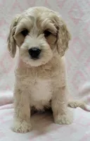 Ivy Pink Scarf, a female Miniature Goldendoodle for sale in Richland, WA – 10 of 10