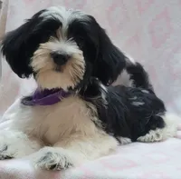 Purple Scarf, a female Shih Tzu and Miniature Goldendoodle for sale in Richland, WA – 8 of 9