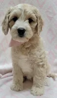 Ivy Pink Scarf, a female Miniature Goldendoodle for sale in Richland, WA – 5 of 10