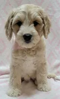 Ivy Pink Scarf, a female Miniature Goldendoodle for sale in Richland, WA – 7 of 10