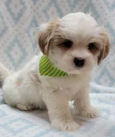 Dixie Green Scarf , a male Shih Tzu and Miniature Goldendoodle for sale in Richland, WA – 6 of 10