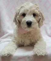 Ivy Pink Scarf, a female Miniature Goldendoodle for sale in Richland, WA – 5 of 7