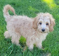 Greta, a female Miniature Goldendoodle for sale in Richland, WA – 2 of 8