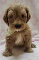 Light Green Scarf, a female Miniature Goldendoodle for sale in Richland, WA – 4 of 4