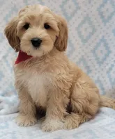 Bella Red Scarf, a male Miniature Goldendoodle for sale in Richland, WA – 9 of 9