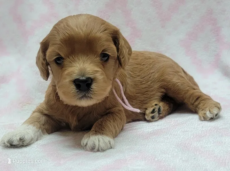 Bella Pink Scarf – Miniature Goldendoodle puppy for sale in Richland, WA