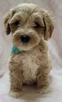 Teal Scarf, a female Miniature Goldendoodle for sale in Richland, WA – 3 of 6