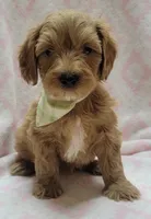Light Green Scarf, a female Miniature Goldendoodle for sale in Richland, WA – 3 of 4