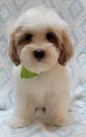 Green Scarf, a male Shih Tzu and Miniature Goldendoodle for sale in Richland, WA – 10 of 10