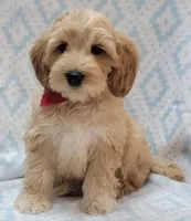 Bella Red Scarf, a male Miniature Goldendoodle for sale in Richland, WA – 8 of 9