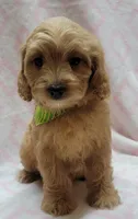 Green Scarf, a female Miniature Goldendoodle for sale in Richland, WA – Photo 3 of 8