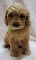 Green Scarf, a female Miniature Goldendoodle for sale in Richland, WA – Photo 4 of 8
