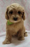 Green Scarf, a female Miniature Goldendoodle for sale in Richland, WA – Photo 8 of 8