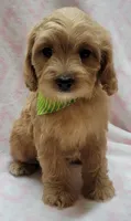Green Scarf, a female Miniature Goldendoodle for sale in Richland, WA – Photo 2 of 8