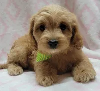Green Scarf, a female Miniature Goldendoodle for sale in Richland, WA – Photo 1 of 8