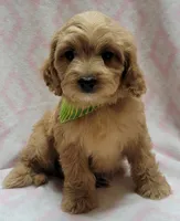 Green Scarf, a female Miniature Goldendoodle for sale in Richland, WA – Photo 7 of 8