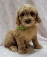 Green Scarf, a female Miniature Goldendoodle for sale in Richland, WA – Photo 5 of 8