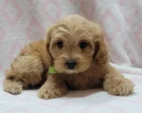 Green Scarf, a female Miniature Goldendoodle for sale in Richland, WA – Photo 6 of 8