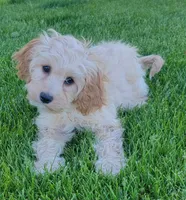 Rosie, a female Miniature Goldendoodle for sale in Richland, WA – 2 of 7