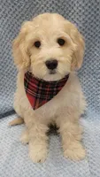 Finn, a male Miniature Goldendoodle for sale in Richland, WA – Photo 2 of 8
