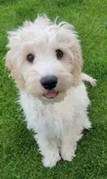 Finn, a male Miniature Goldendoodle for sale in Richland, WA – 9 of 10