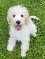Finn, a male Miniature Goldendoodle for sale in Richland, WA – 6 of 10
