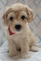 G2 Red Scarf, a male Miniature Goldendoodle for sale in Richland, WA – Photo 5 of 10