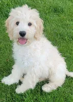 Finn, a male Miniature Goldendoodle for sale in Richland, WA – 2 of 10