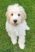 Finn, a male Miniature Goldendoodle for sale in Richland, WA – 7 of 10
