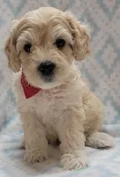 G2 Red Scarf, a male Miniature Goldendoodle for sale in Richland, WA – Photo 2 of 10