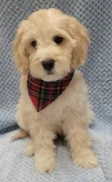 Finn, a male Miniature Goldendoodle for sale in Richland, WA – Photo 3 of 8
