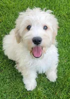 Finn, a male Miniature Goldendoodle for sale in Richland, WA – 4 of 10